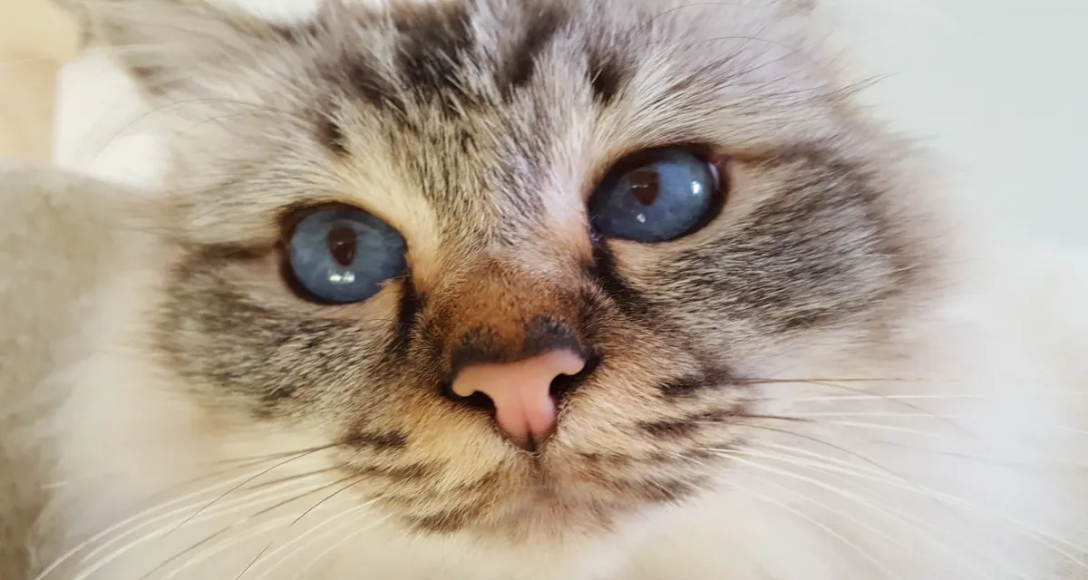 kattenpension warmenhuizen