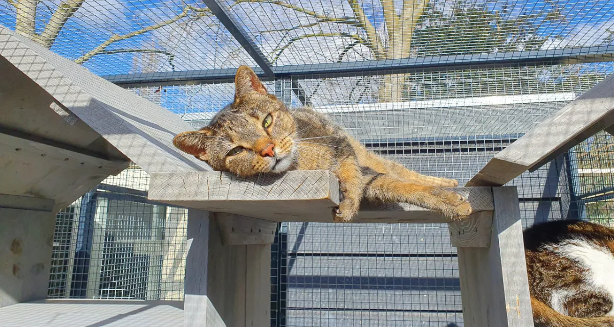 kattenpension wamenheuizen