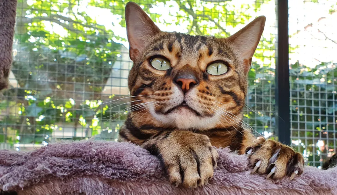 kattenpension warmenhuizen