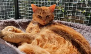 reserveren bij Wel voor de Poes