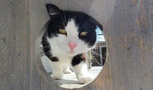 tarieven van Kattenpension Wel voor de Poes