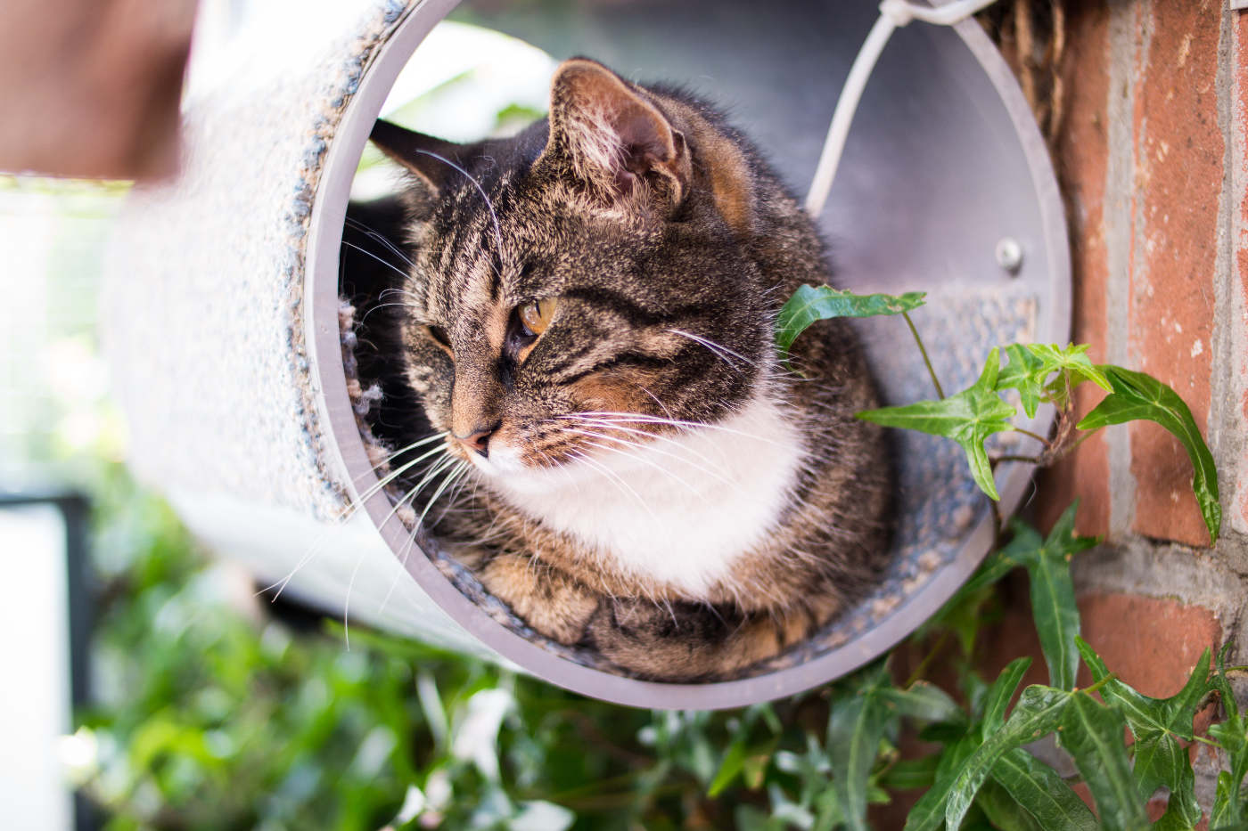 kattenpension wel voor de poes