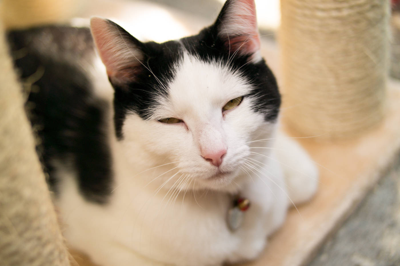 kattenpension wel voor de poes