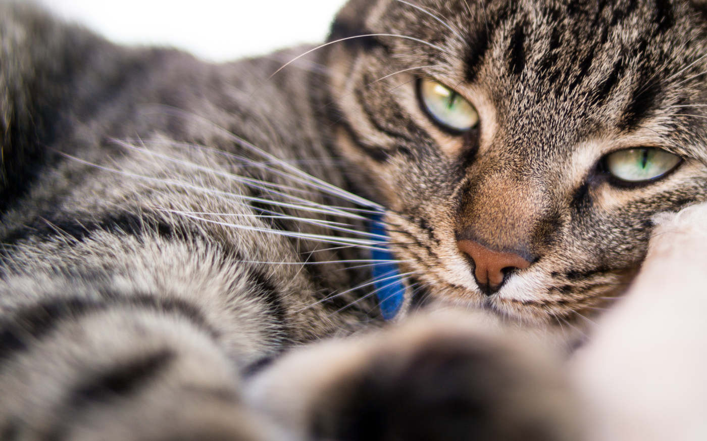 kattenpension wel voor de poes